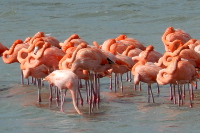 Flamingos